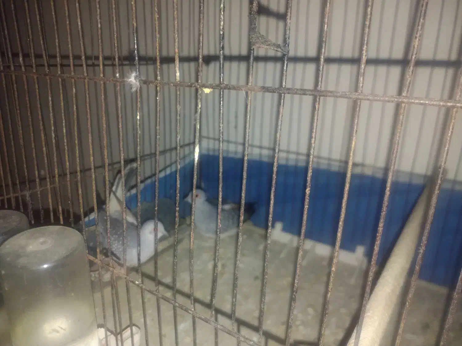 فنچ و سورک|پرنده|بندرعباس, |دیوار