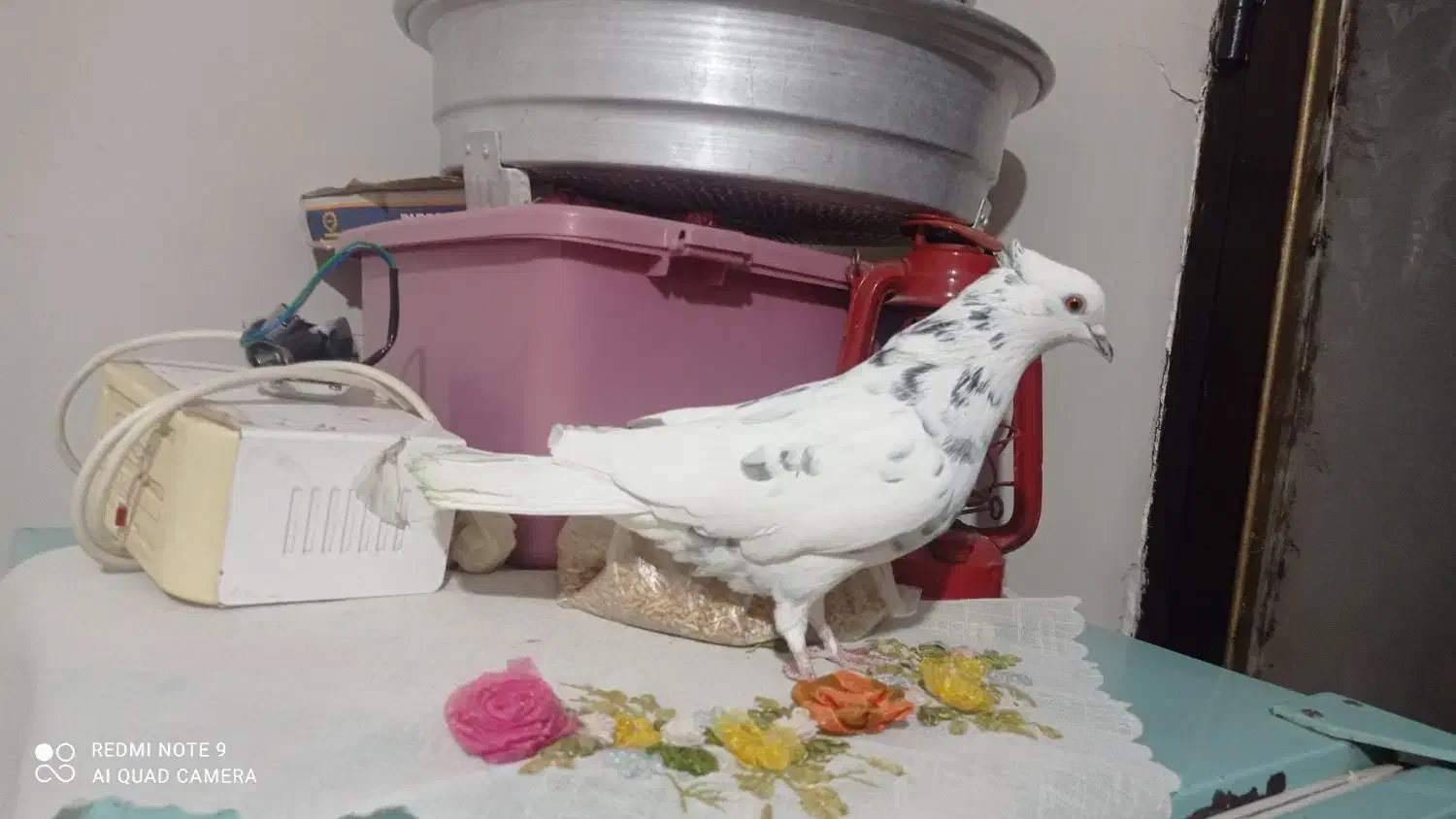 فروشی|پرنده|دلیجان, |دیوار