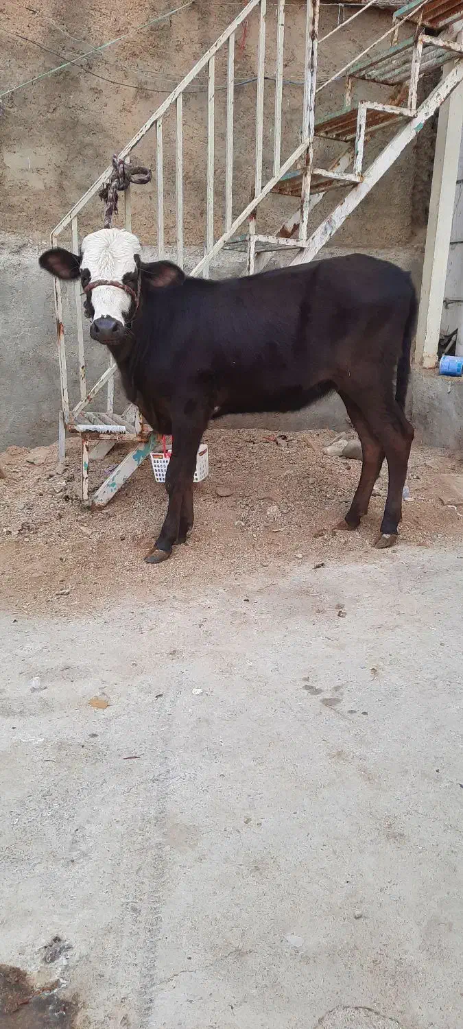 گاو قرمزگوساله ماده دورگه|حیوانات مزرعه|بروجرد, |دیوار