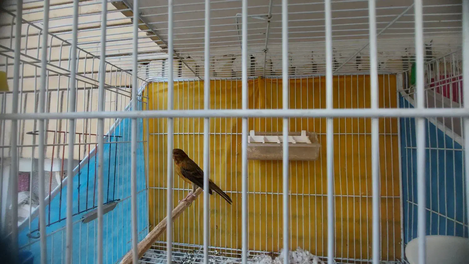 قناری نر مست بخون معاوضه با انگشتر نقره|پرنده|مشهد, چهارچشمه|دیوار