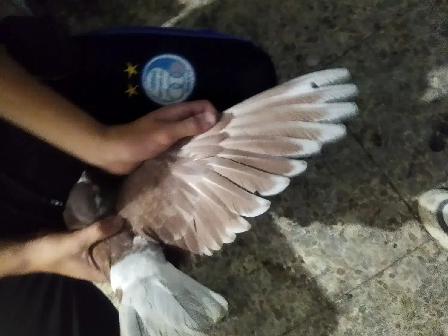 کبوتر|پرنده|فولادشهر, ورزشگاه فولادشهر|دیوار