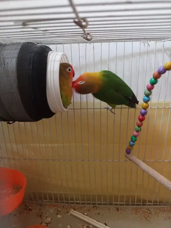 جفت عروس هلندی و کوتوله معاوضه|پرنده|مشهد, سجاد شهر|دیوار