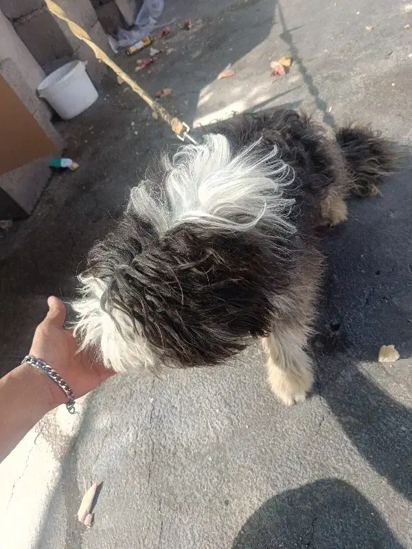 سگ شیترو|سگ|قائن, |دیوار