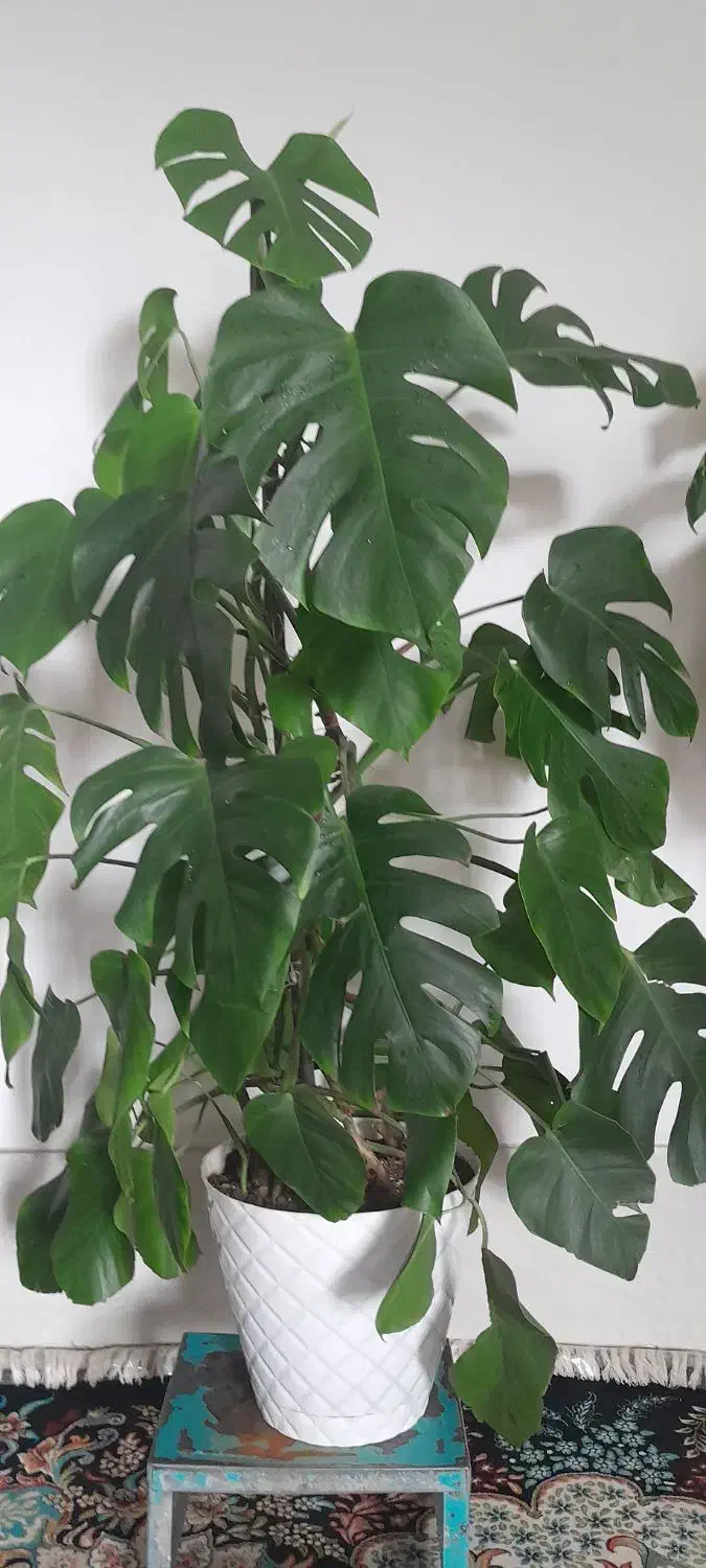 گل گل|گل و گیاه طبیعی|بروجرد, |دیوار