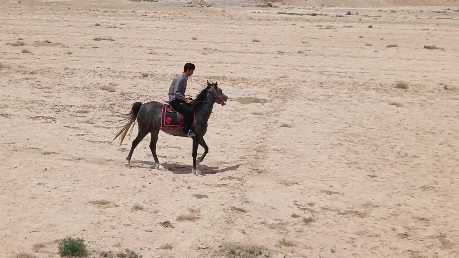 اسب|اسب و تجهیزات اسبسواری|ابرکوه, |دیوار