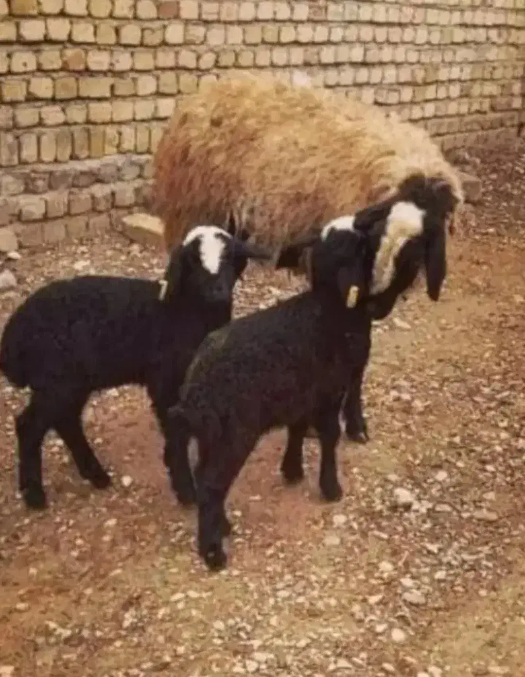 مجـ.ـموعـه دامـ.ـپروری گوسفند dsere قوچ شهر شـال|حراج|فرخ‌شهر, |دیوار