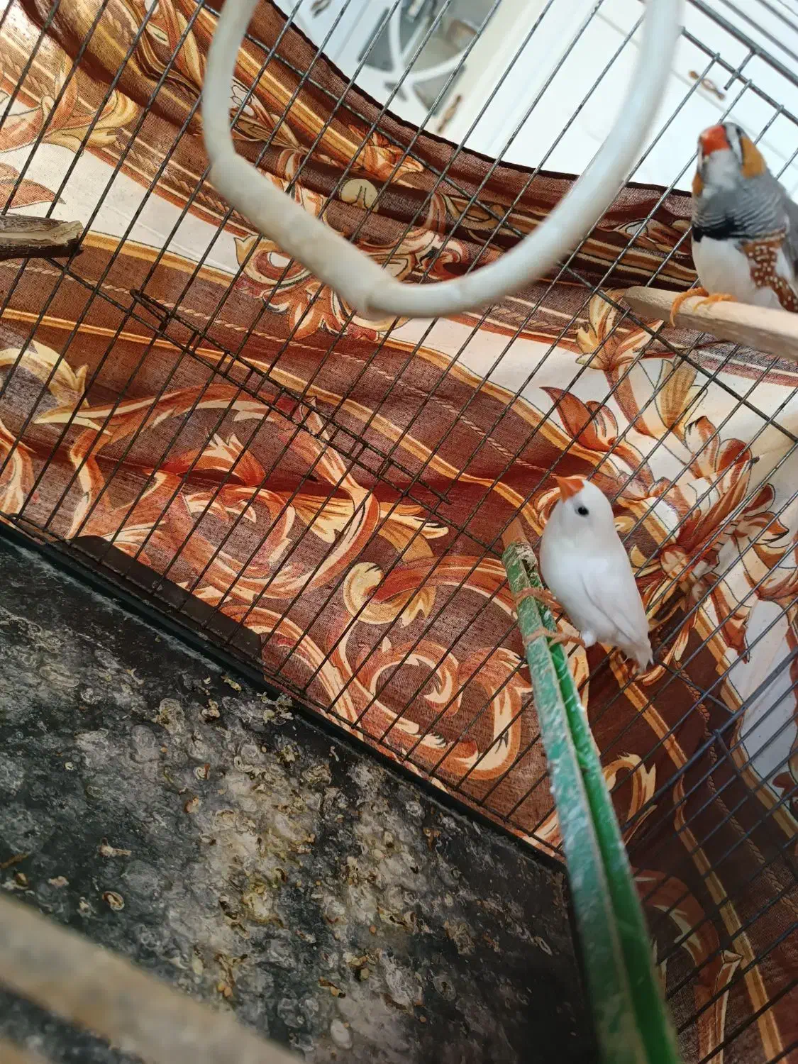 یک جفت فنچ|پرنده|هشتگرد, شهرک بعثت|دیوار