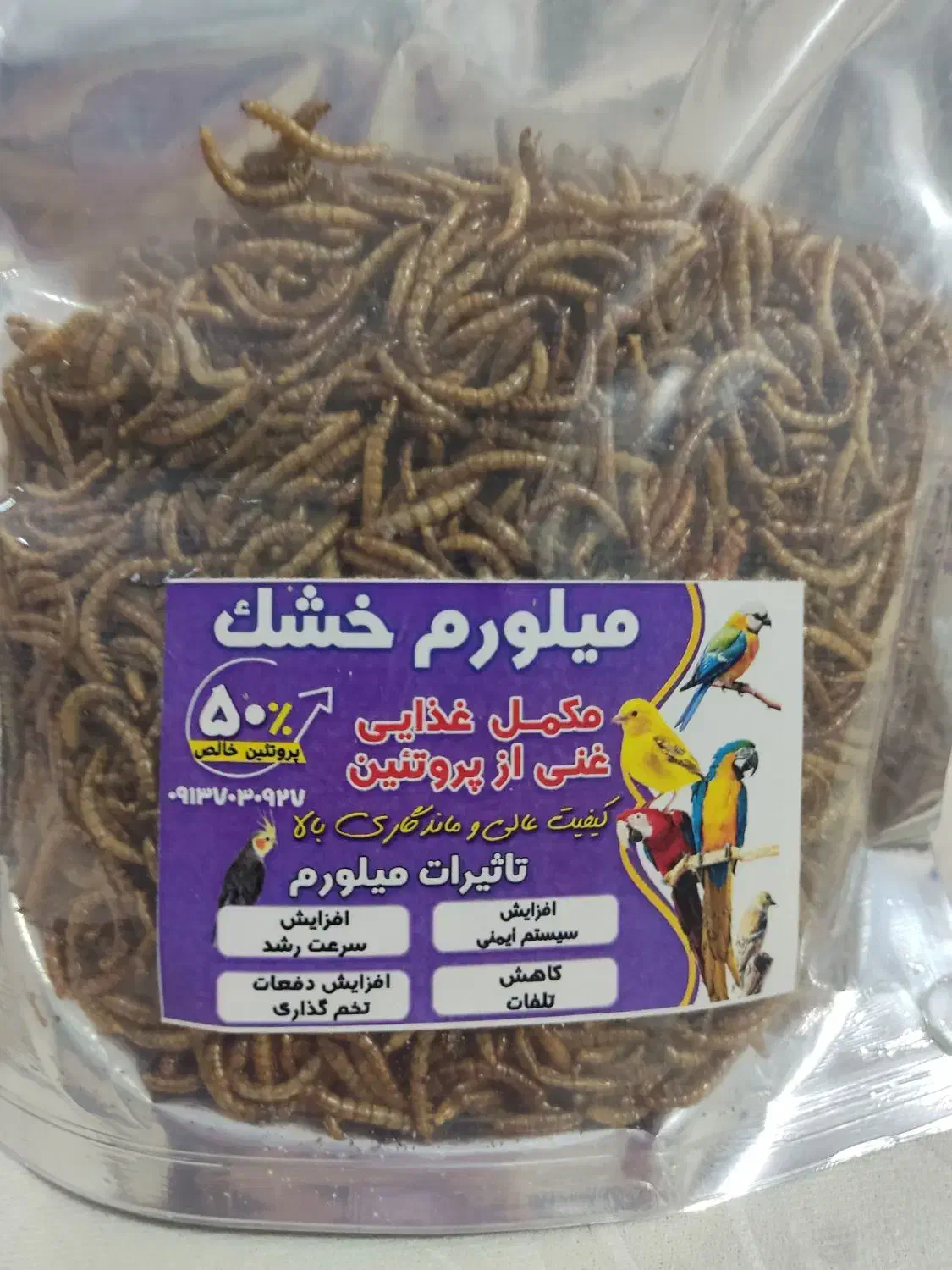 کرم میلورم|خزنده|گلپایگان, |دیوار