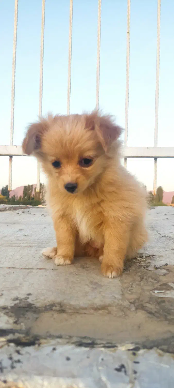 توله پامر|سگ|گلپایگان, |دیوار