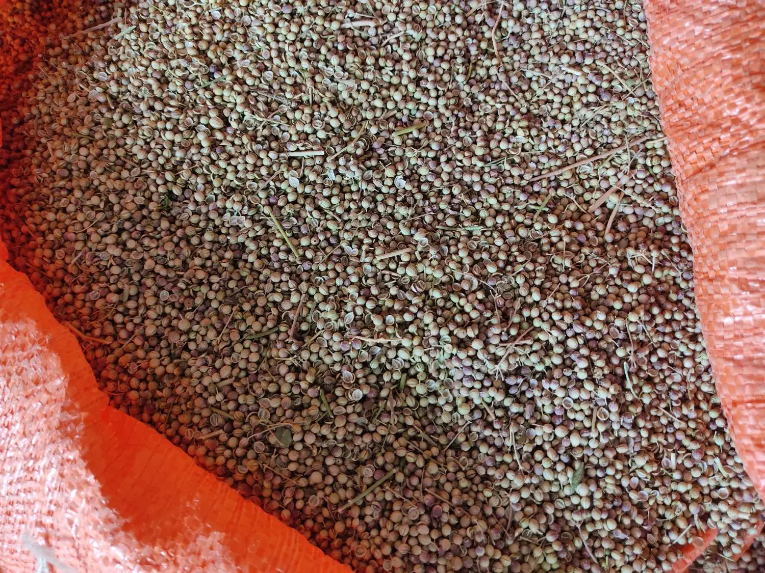 گشنیز بذر ی|عمده‌فروشی|دینور, |دیوار