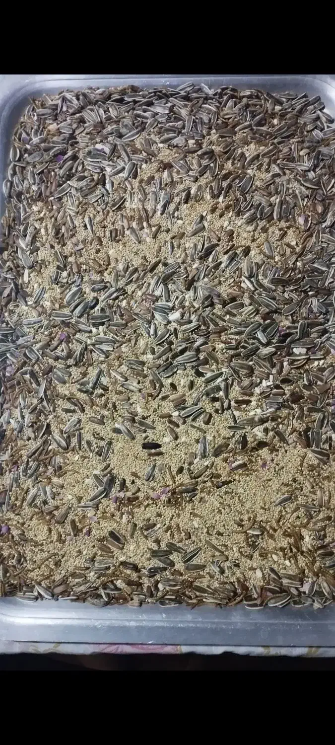 دانه غذا پرنده|لوازم جانبی حیوانات|مشهد, کوشش|دیوار