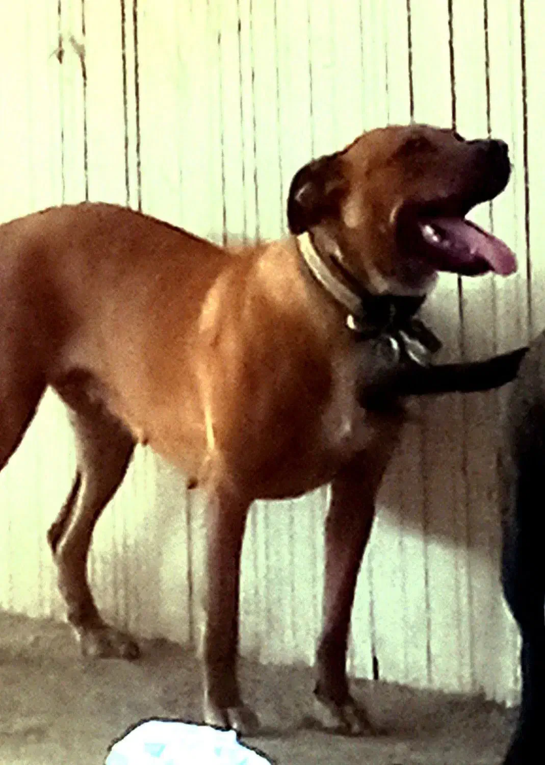 پیت بول|سگ|نیشابور, شهرک فیروزه|دیوار