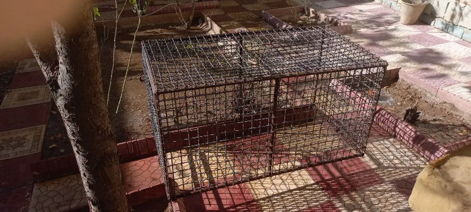 قفس طوری سنگین از آرماتور و طور فلزی|لوازم جانبی حیوانات|میاندوآب, |دیوار