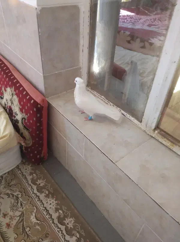 سفید بون باز|پرنده|شیراز, گویم|دیوار