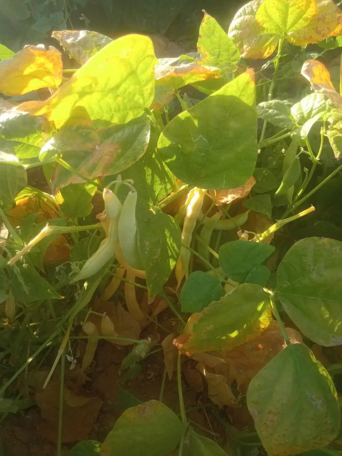 فروش کاه لوبیا|حیوانات مزرعه|داران, |دیوار