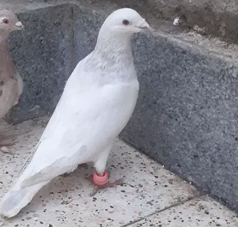 *طوقی دمسفید سار آبی*|پرنده|مشهد, شهید بصیر|دیوار