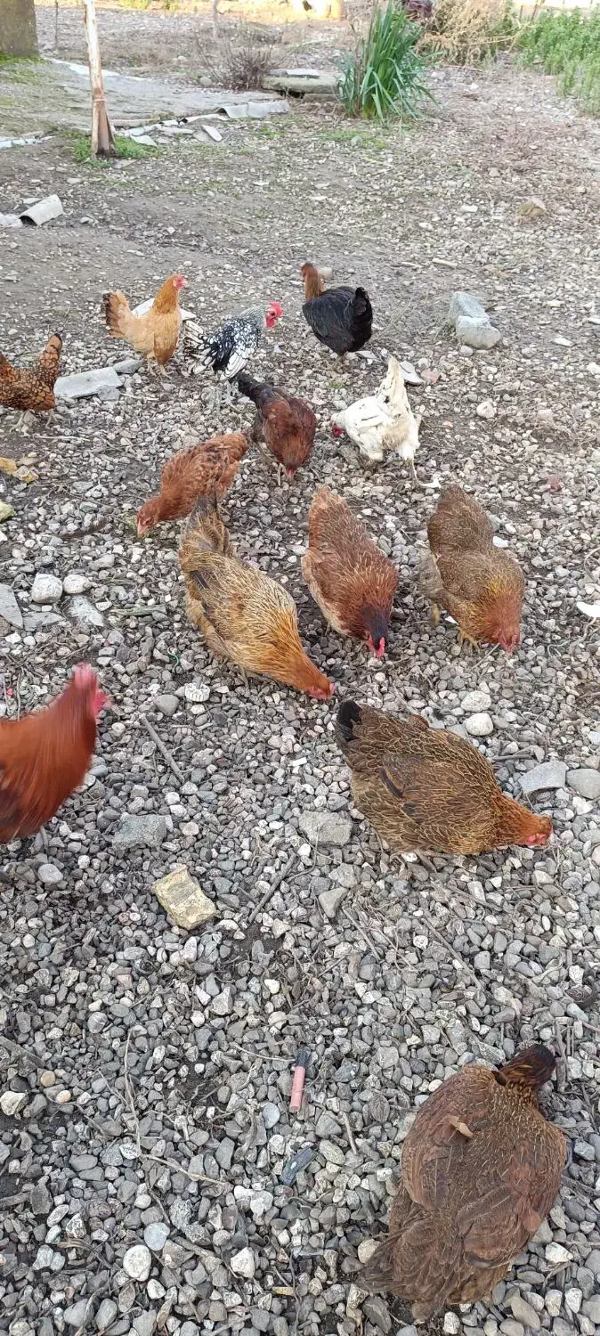 مرغ خروس فروشی|حیوانات مزرعه|نگین شهر, |دیوار