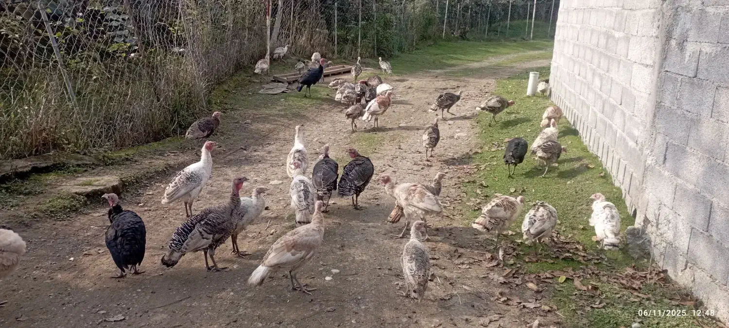 فروش بوقلمون و اردک اسرائیلی|حیوانات مزرعه|لیسار, |دیوار