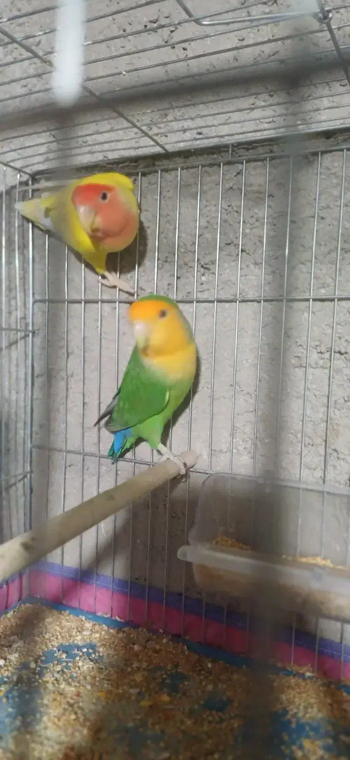 طوطی برزیلی صورت هلویی|پرنده|داراب, |دیوار