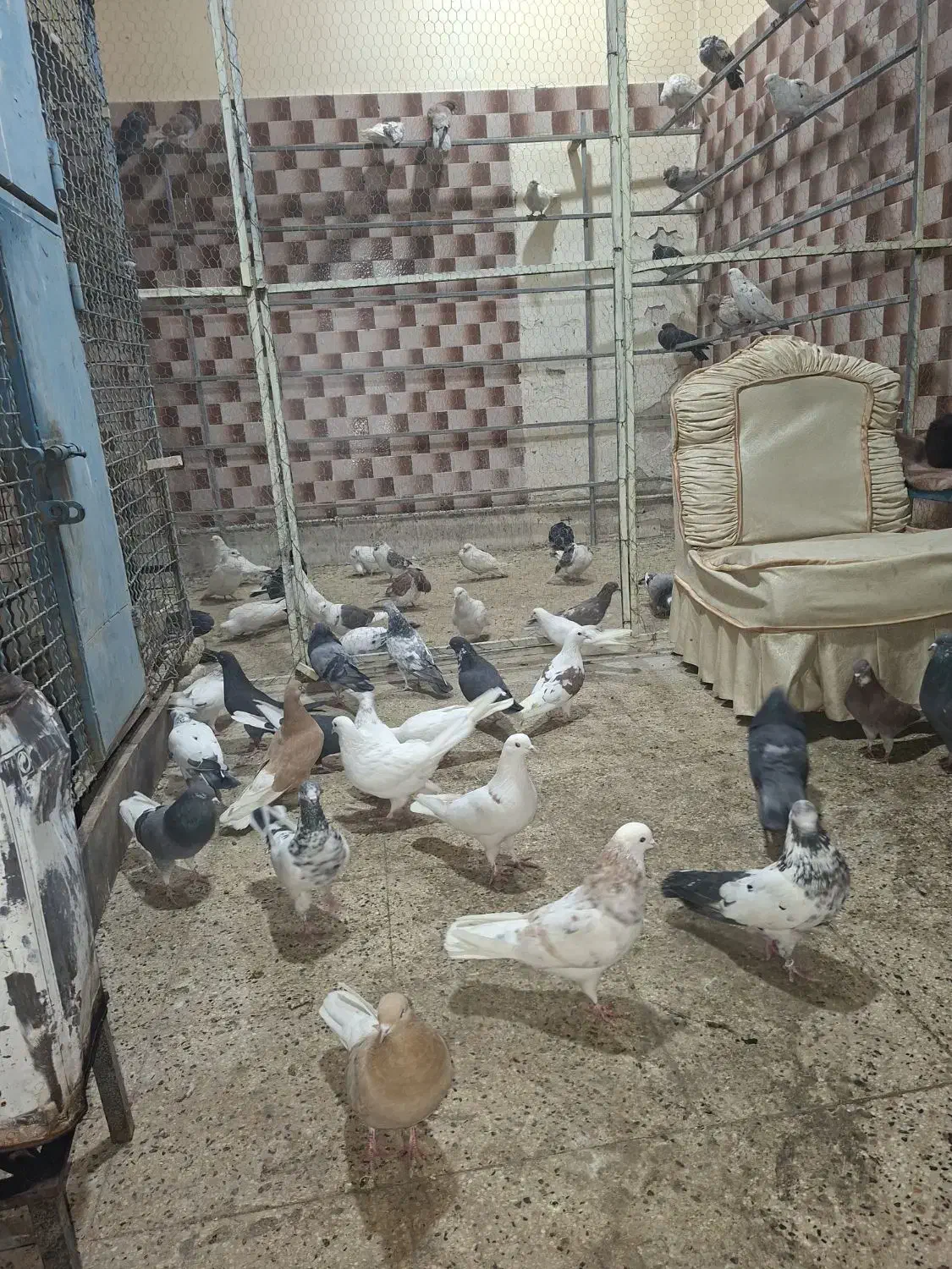 بار جدید کبوتر پرشی|حیوانات|سراب, |دیوار