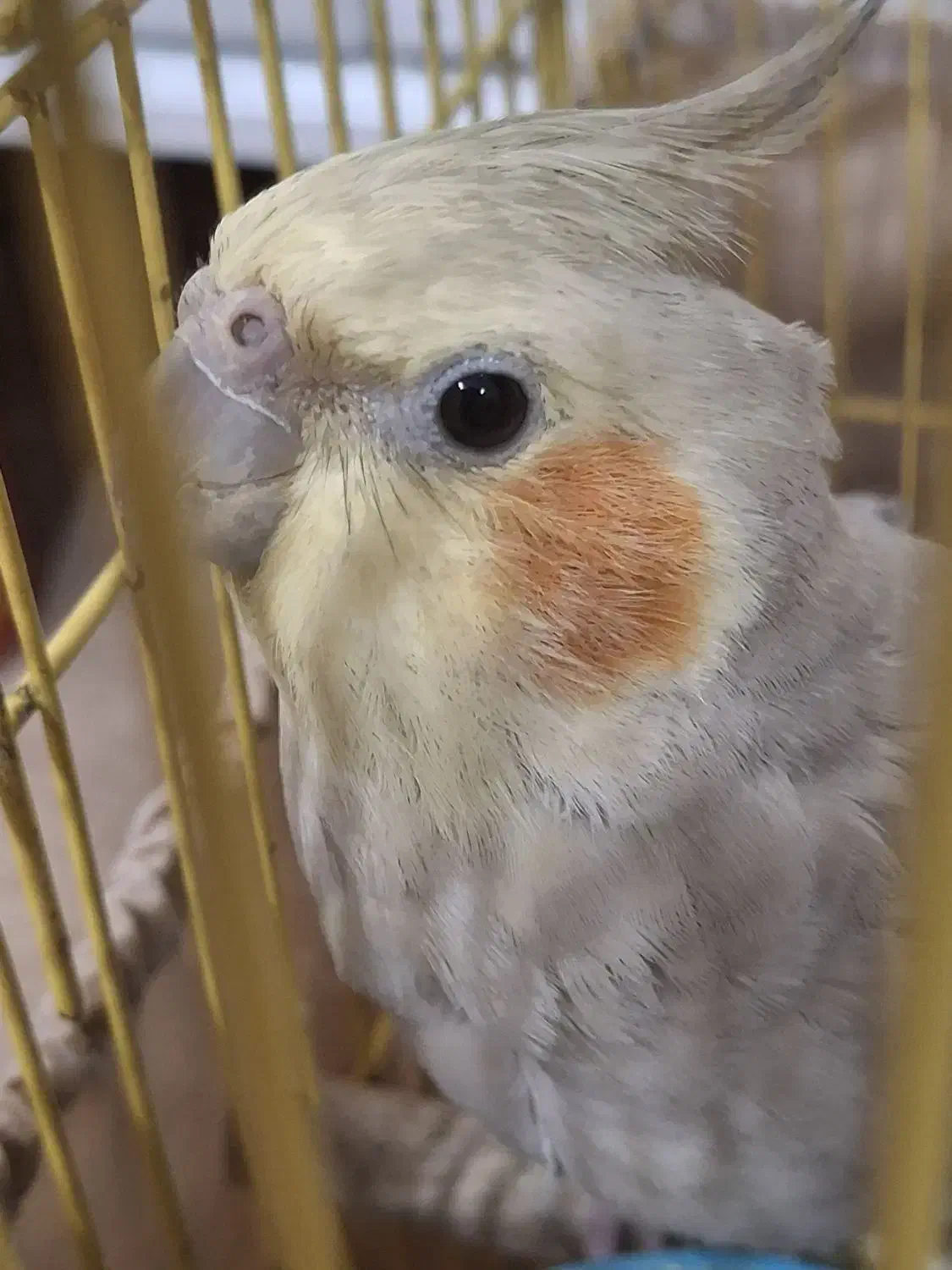 عروس هلندی|پرنده|رشت, استقامت ۲|دیوار