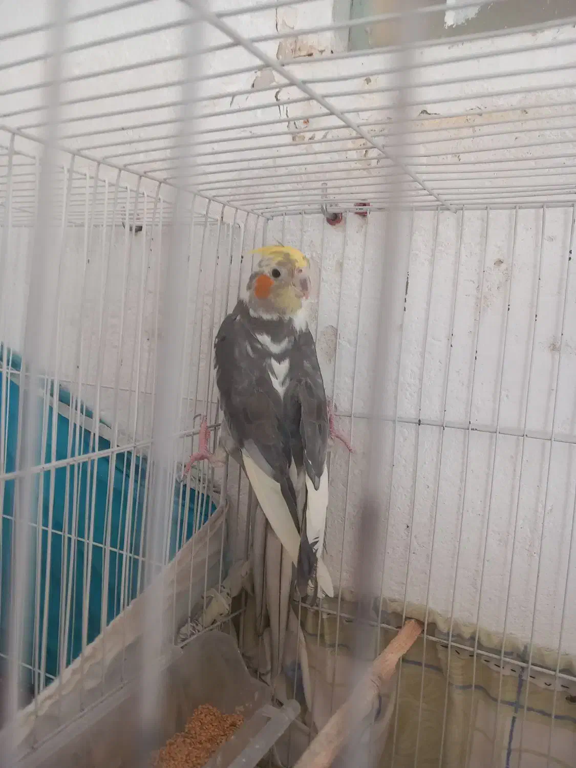 عروس هلندی ۳جفت ویه تکی|پرنده|گلبهار, نوبهار|دیوار