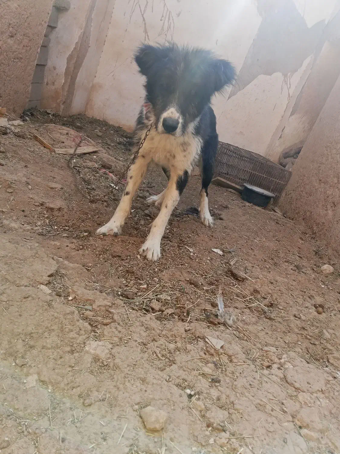 سگ قدر جونی|سگ|داراب, |دیوار