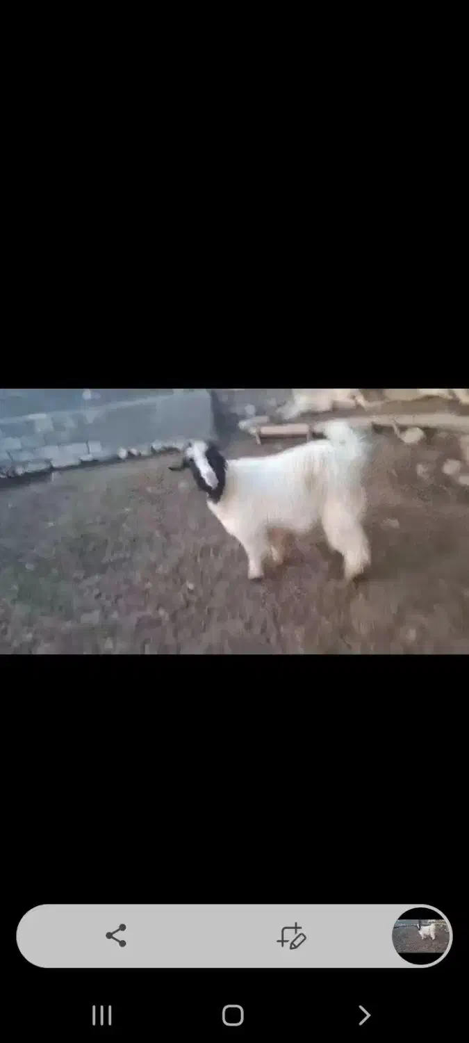 یک عدد بز خوب|حیوانات مزرعه|پیرانشهر, |دیوار