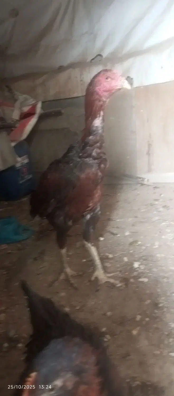 خروس لاری و محلی|حیوانات مزرعه|تربتحیدریه, طالقانی|دیوار