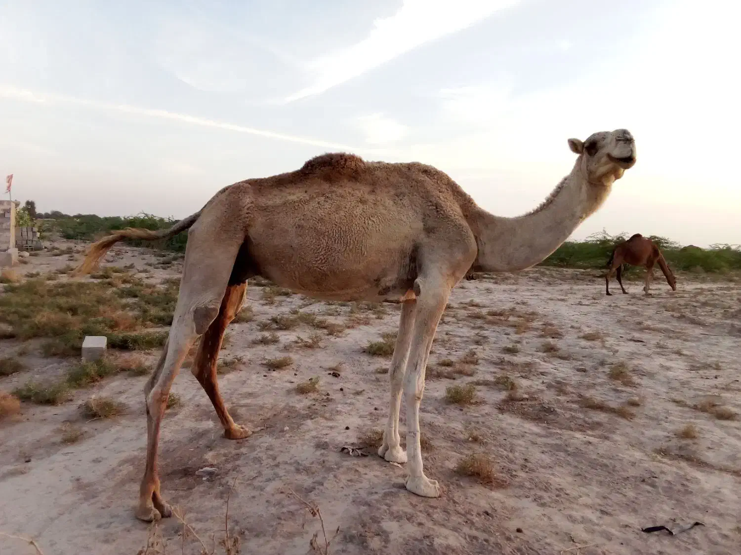 شتر ماده|حیوانات مزرعه|میناب, |دیوار