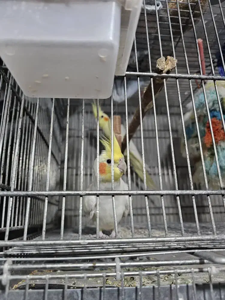 عروس هلندی خانگی|پرنده|بندر انزلی, زنبق|دیوار