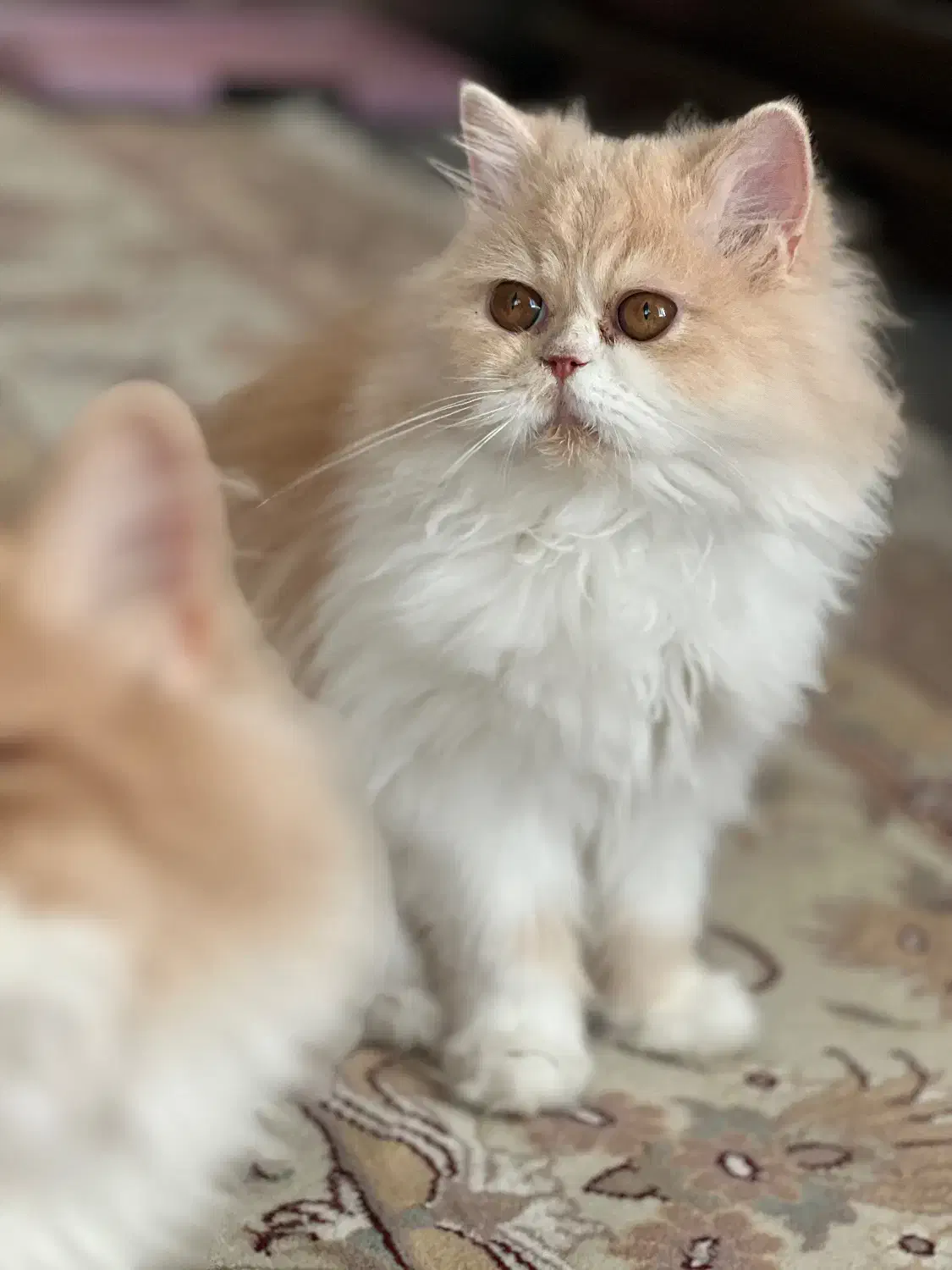 پرشین فلت|گربه|اصفهان, باغ دریاچه|دیوار