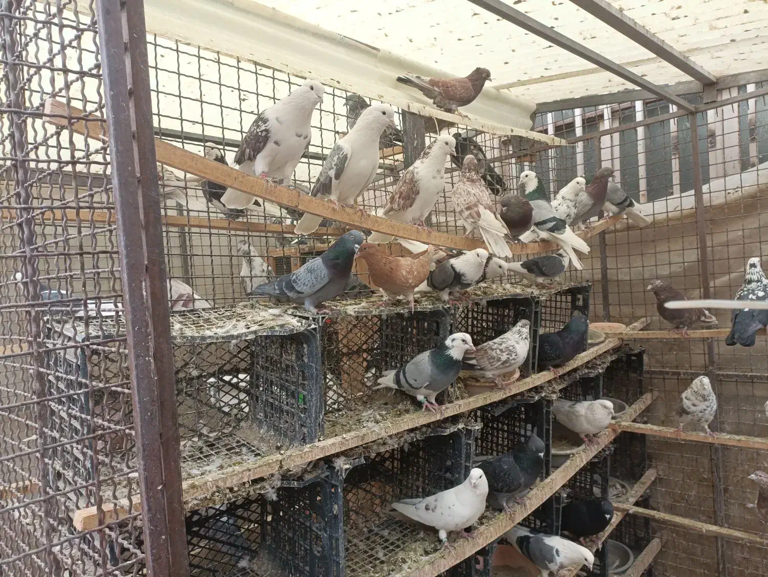 کفتر پرش سنگین تعدادی کفتر پرش سنگین|پرنده|شهریار, ابراهیمآباد|دیوار