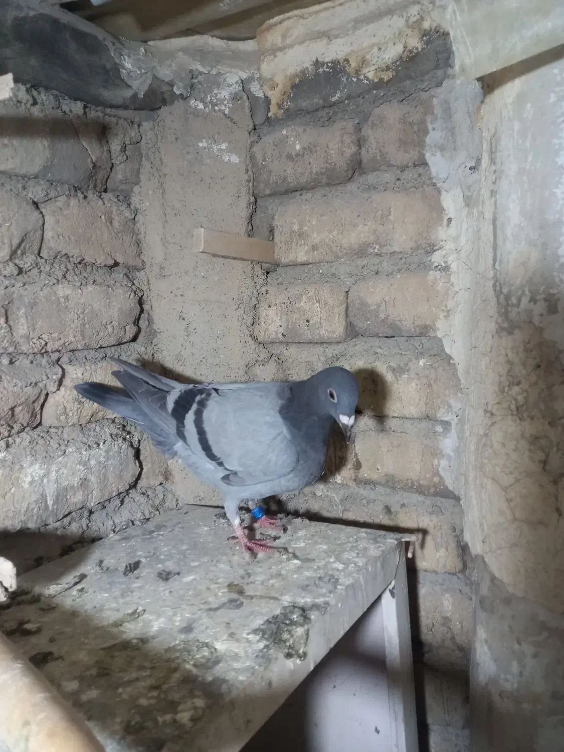 جوجه پلاکی|پرنده|پاکدشت, حصار امیر|دیوار