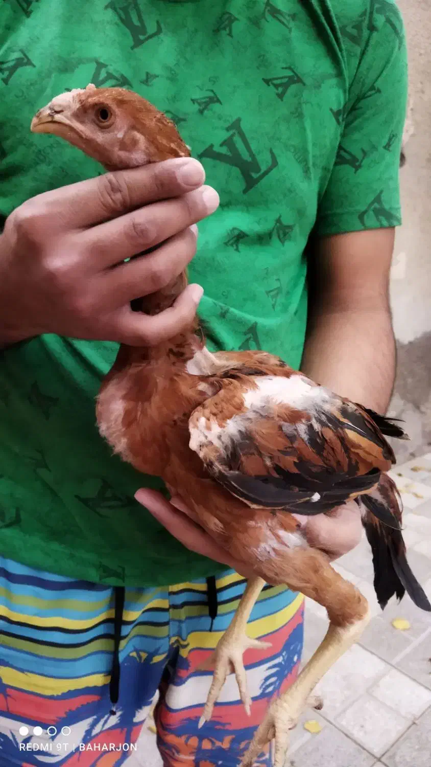 جوجه خروس و مرغ لاری|حیوانات مزرعه|تربت جام, امام|دیوار