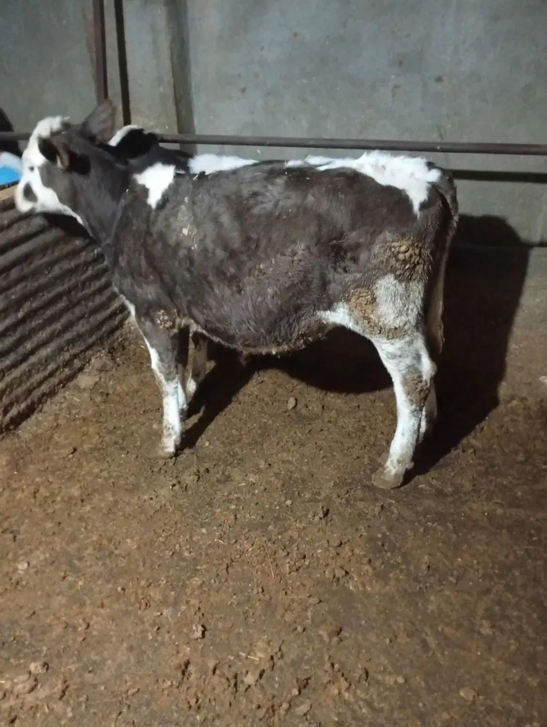 گوساله ماده سیمینتال|حیوانات مزرعه|کمیجان, |دیوار