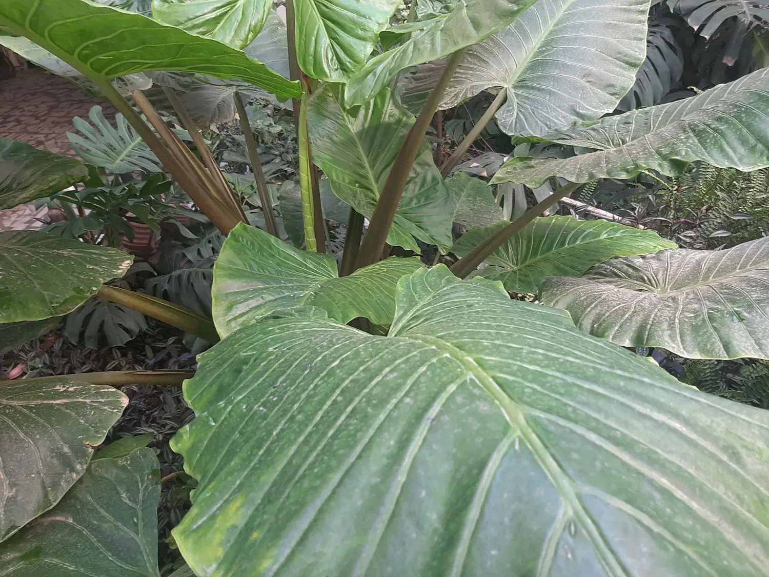 فروش گل طبیعی خانگی|گل و گیاه طبیعی|بابل, |دیوار