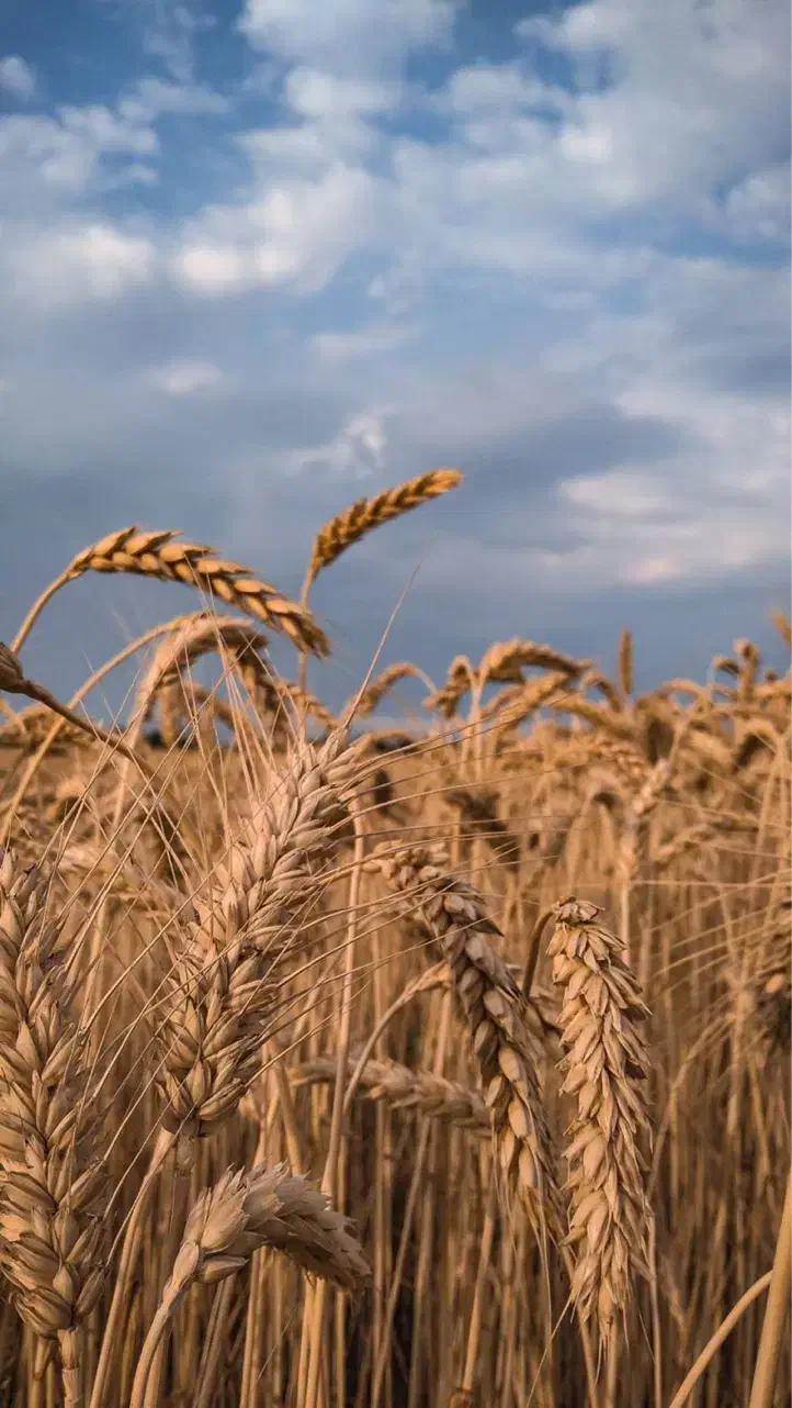 اجاره زمین زراعی|اجارهٔ دفتر صنعتی، کشاورزی، تجاری|خنج, |دیوار