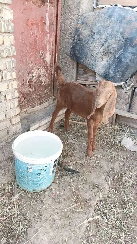 6500|حیوانات مزرعه|شادگان, |دیوار