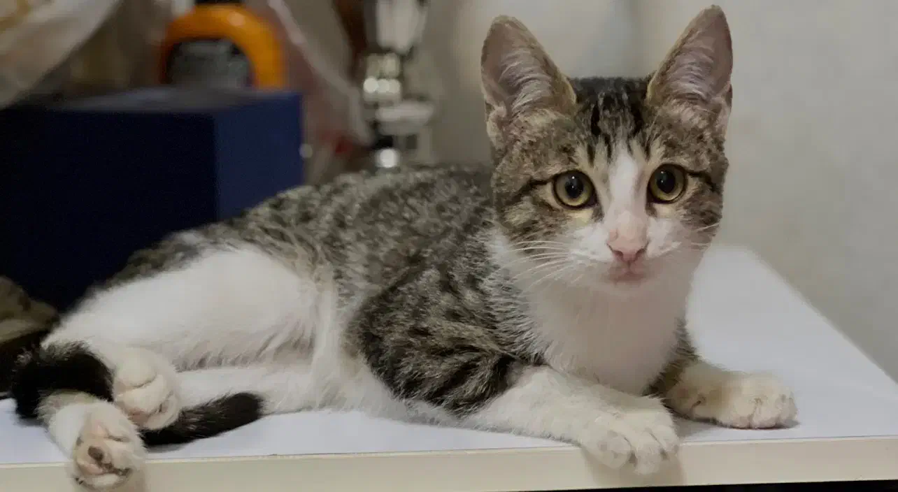 واگذاری گربه نر دستی|گربه|رشت, دیلمان|دیوار