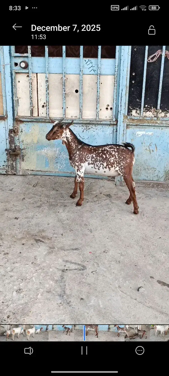 خالص اصیل|حیوانات مزرعه|ساری, |دیوار