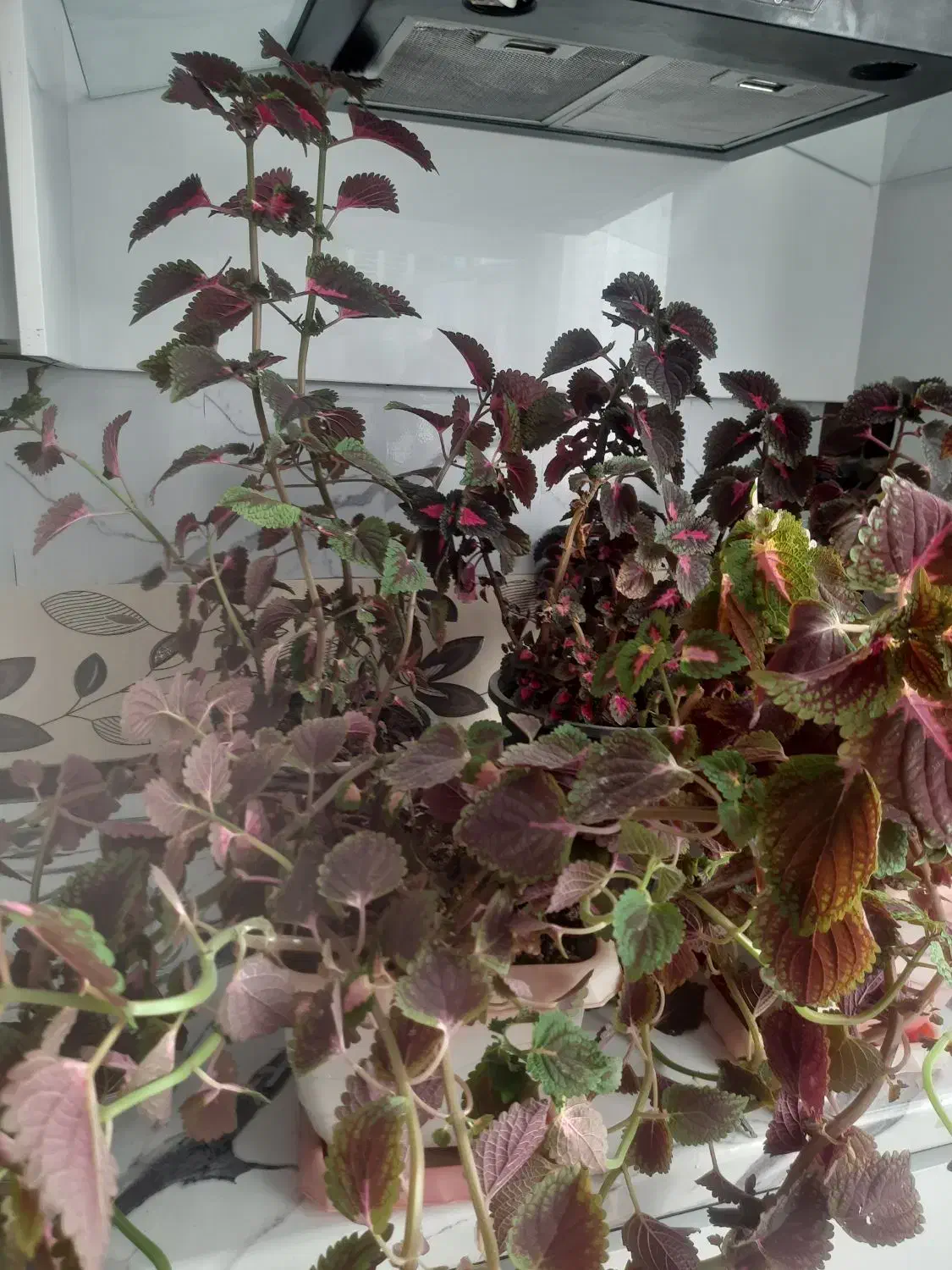 گل طبیعی|گل و گیاه طبیعی|بومهن, |دیوار