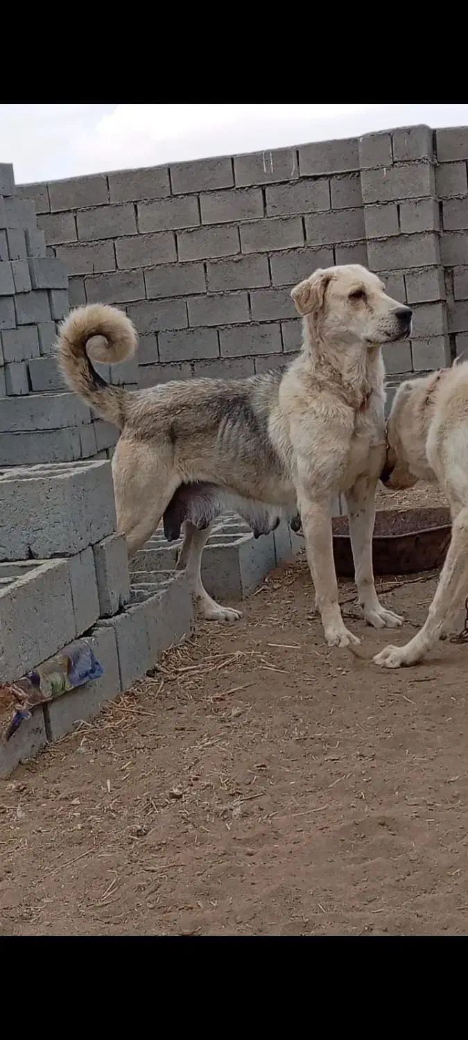 سگ ماده عراقی گمشده|حیوانات|میاندوآب, |دیوار