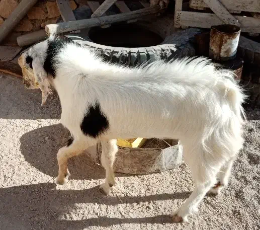 پازن سر حال در خونه|حیوانات مزرعه|اهرم, |دیوار