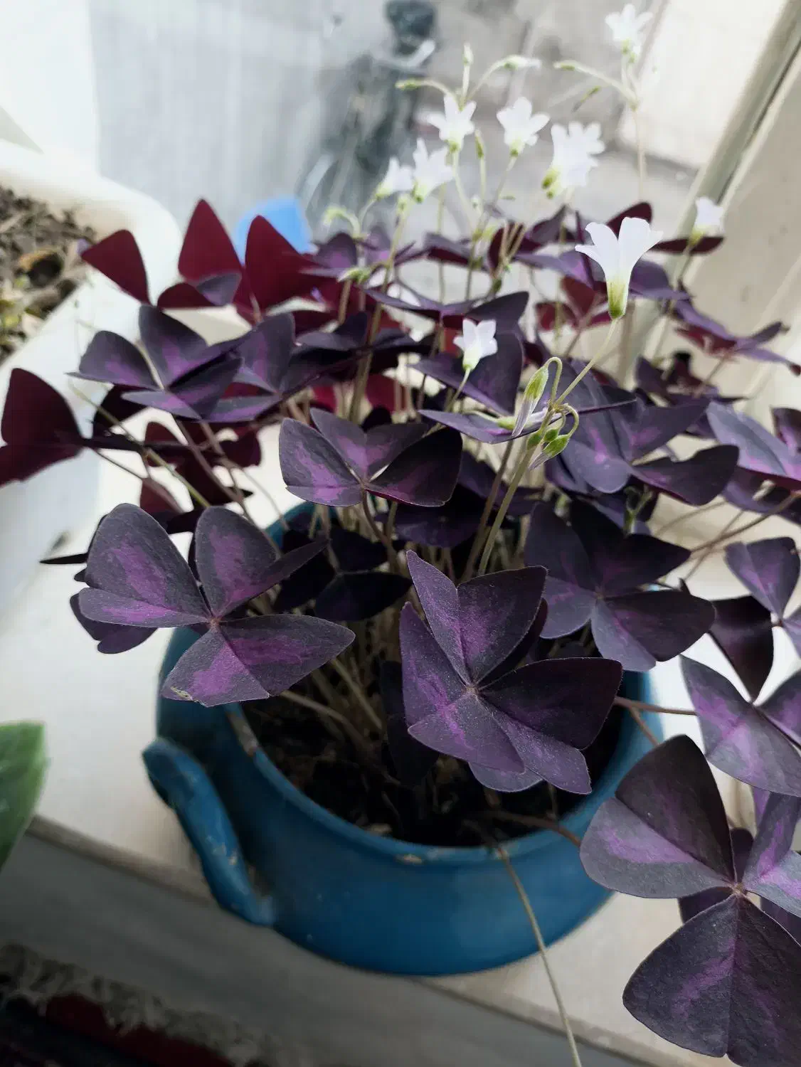 گل ‌|گل و گیاه طبیعی|میاندوآب, |دیوار