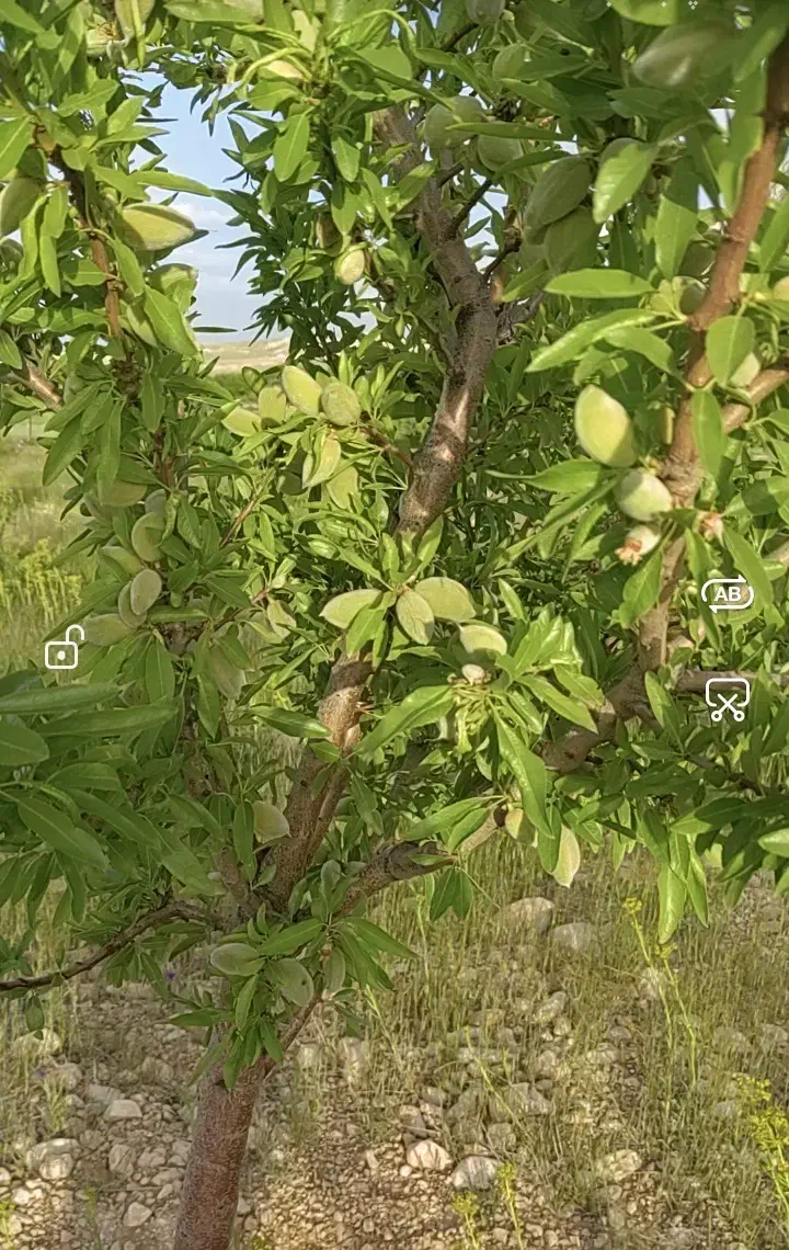 باغ 2 هکتاری در روستای زرند قیدار|فروش زمین و ملک کلنگی|سجاس رود, |دیوار