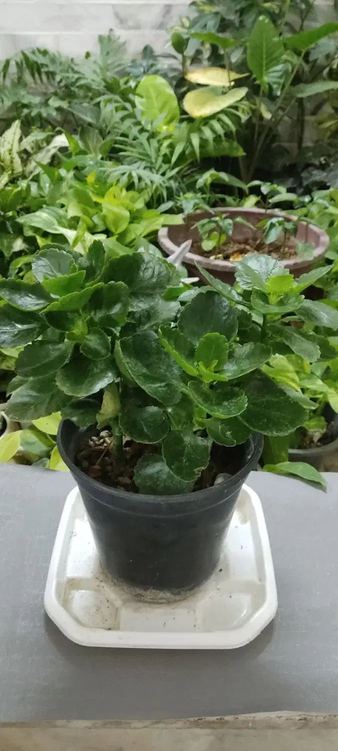 آپارتمانتو با این گلها زیباتر کن|گل و گیاه طبیعی|شاهینشهر, خبرنگار|دیوار