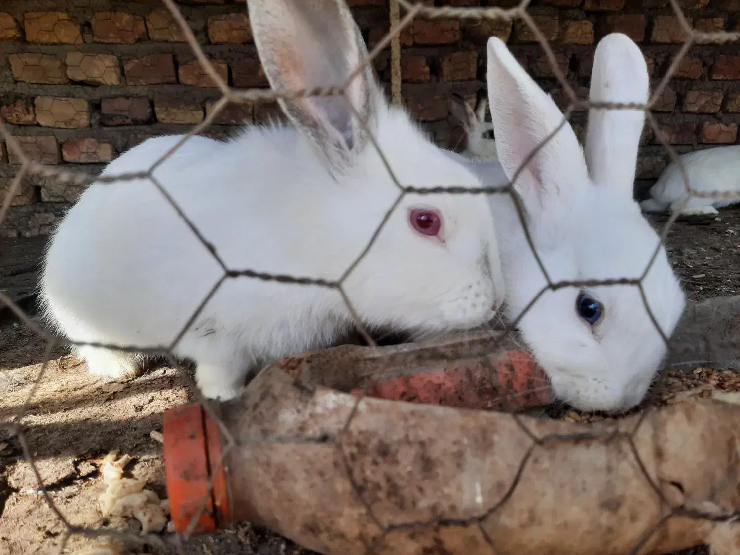 خرگوش مولد|موش و خرگوش|گنبد کاووس, |دیوار