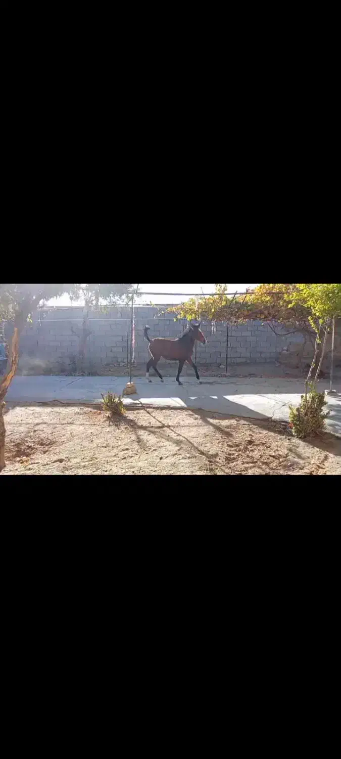 کره مادیان|اسب و تجهیزات اسبسواری|بن, |دیوار