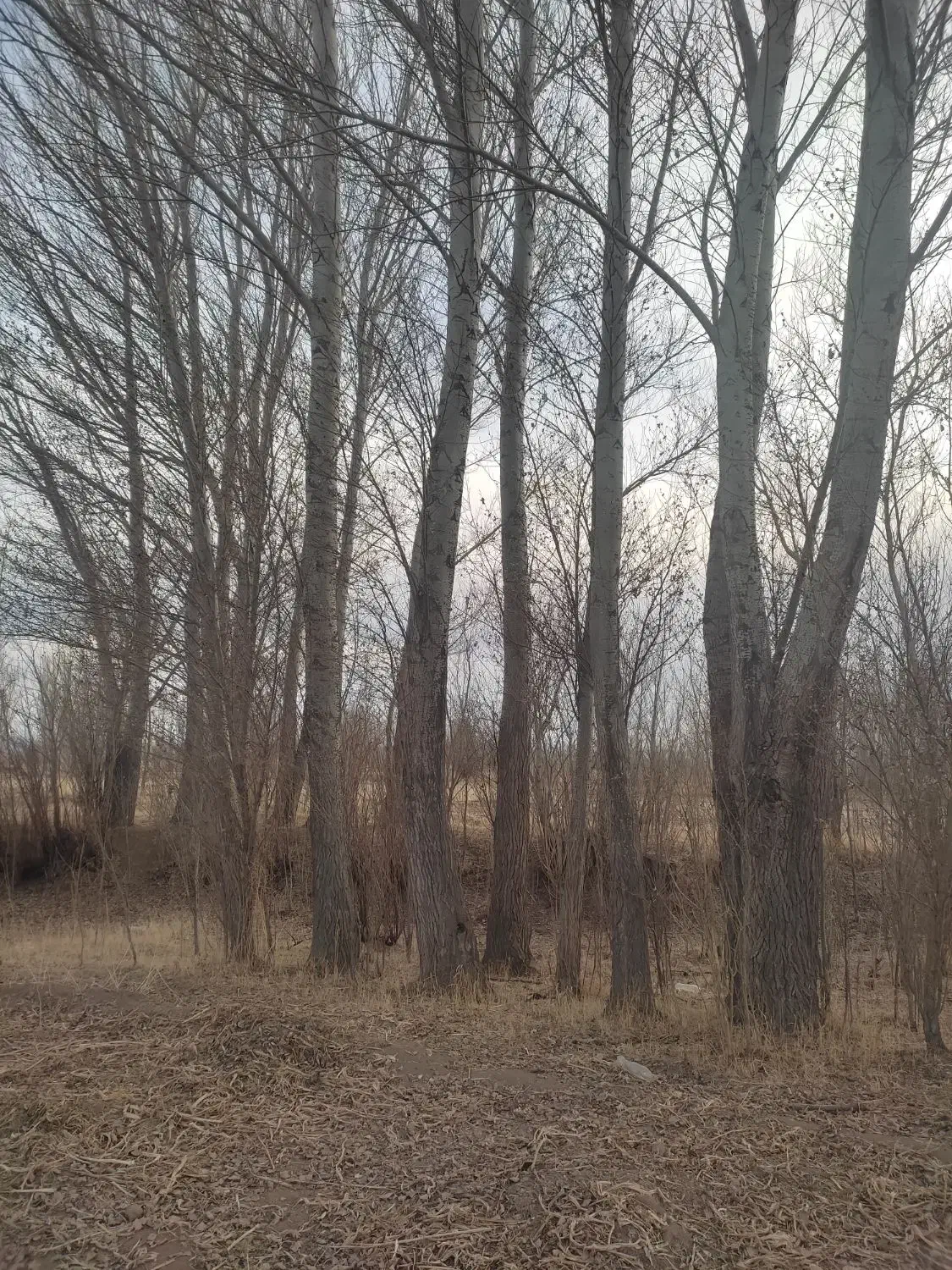 خرید قلمه سوید میوه|خدمات باغبانی و درختکاری|سراب, |دیوار